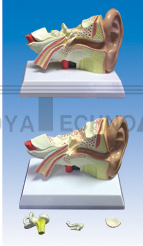 The dissection model of ear (external, middle and internal)